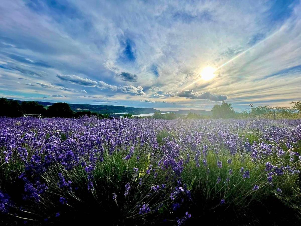 Natura Hill Panzio & Slow Food Fine Bistro Otel Zebegény Dış mekan fotoğraf