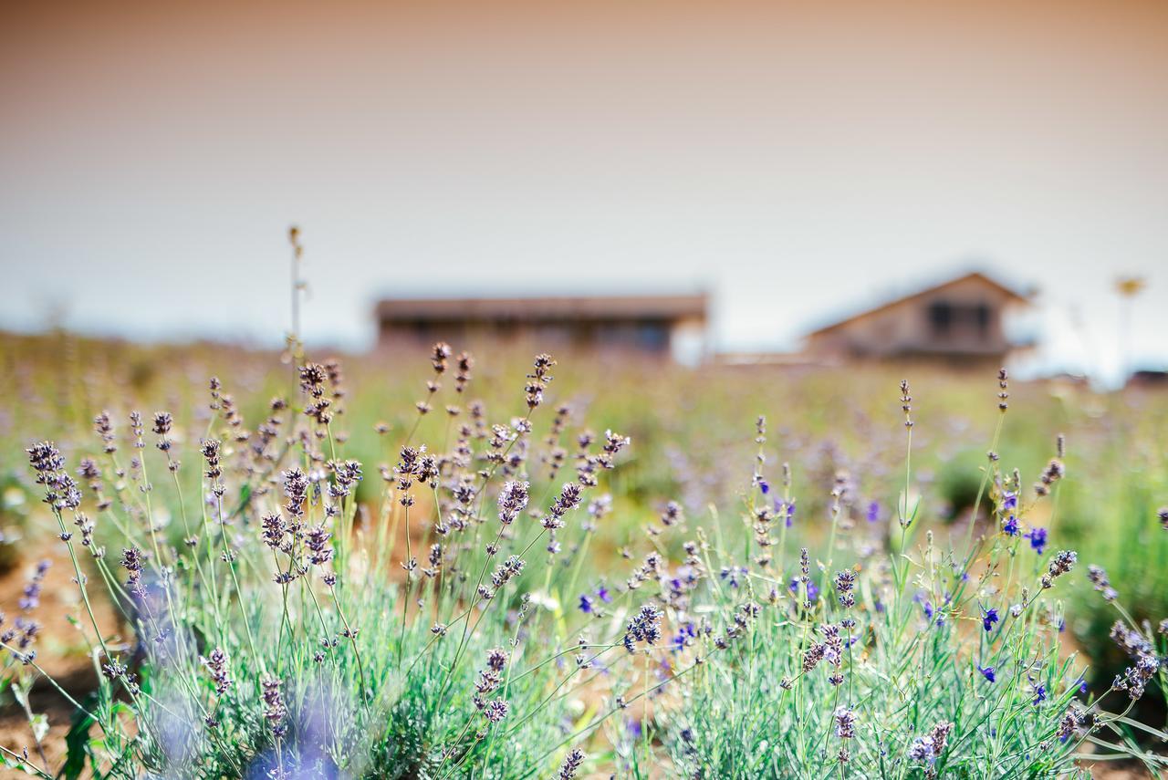 Natura Hill Panzio & Slow Food Fine Bistro Otel Zebegény Dış mekan fotoğraf